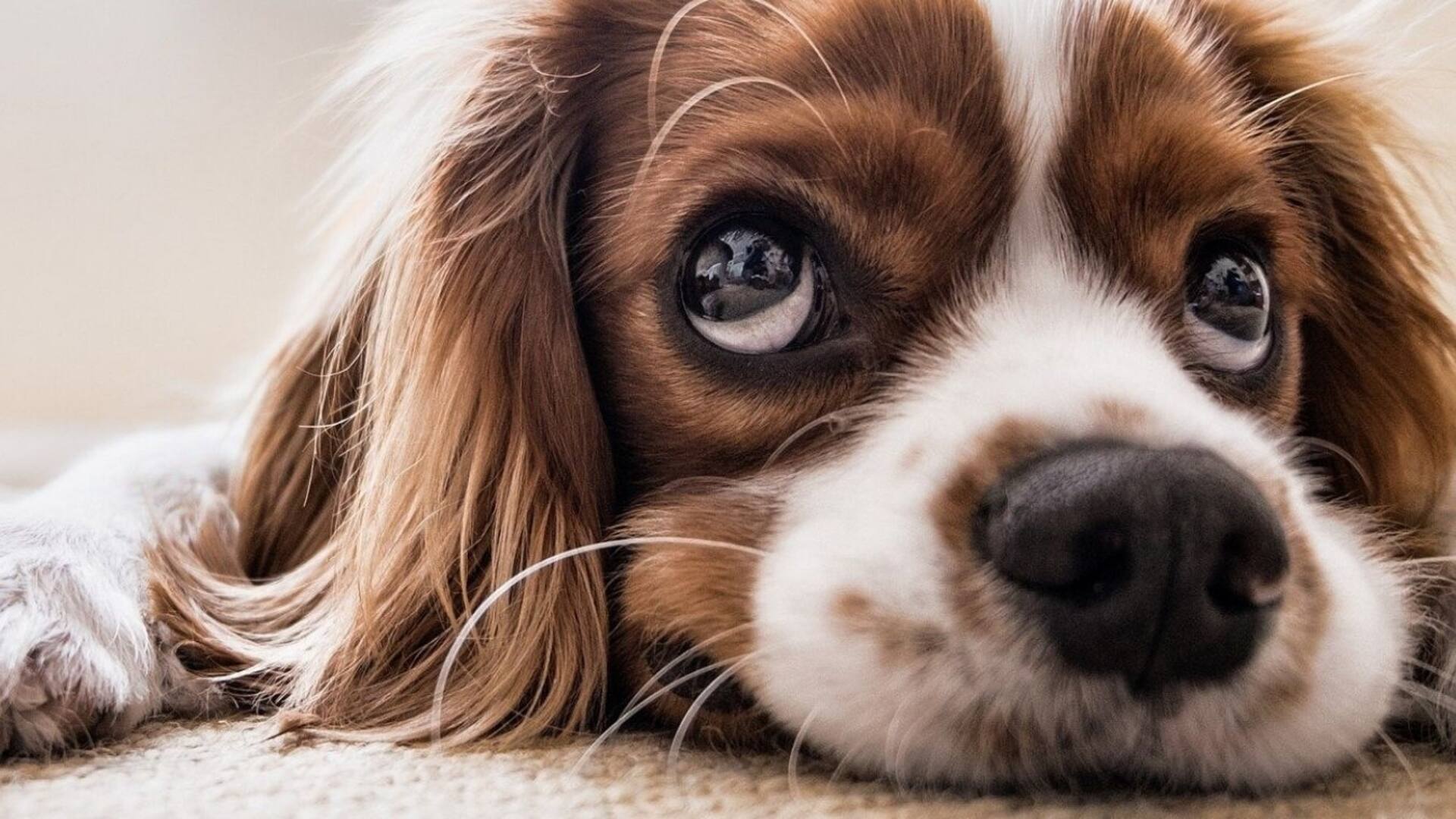 En cuarentena. ¿Por qué aumentaron las adopciones de perros? Historias que reconfortan