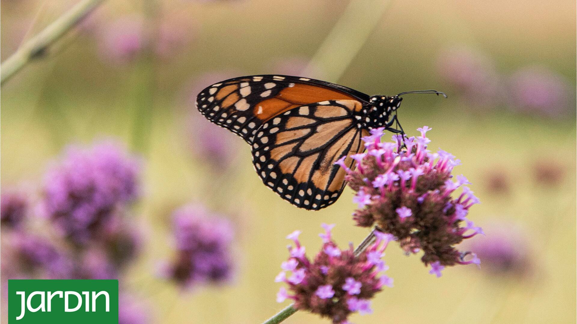 Estas plantas tienen la fórmula para llenar tu jardín de mariposas