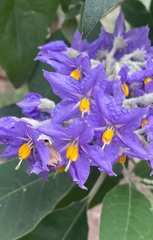 El árbol nativo que crece muy rápido y es una explosión de flores
