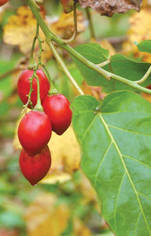 Biodiversidad. Las especies nativas que se revalorizan para consumir y producir