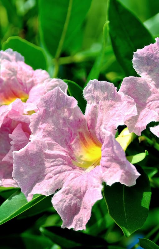 5 plantas muy fáciles de cultivar para protegerte de las miradas indiscretas