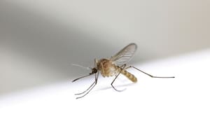 Cómo combatir a los mosquitos sin usar químicos