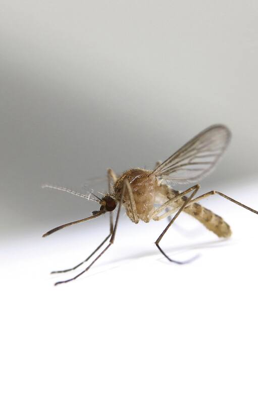 Verano: antídotos naturales contra los mosquitos