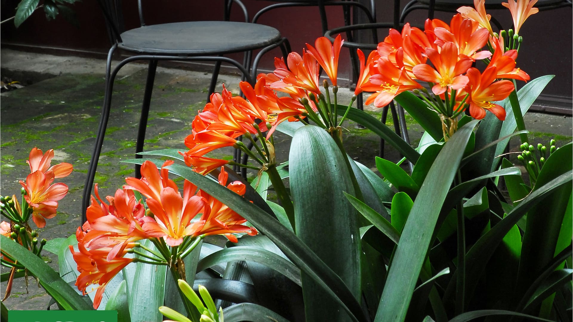 Flores que necesitan poco sol: Claves para llenar tu patio de color aunque tenga sombra