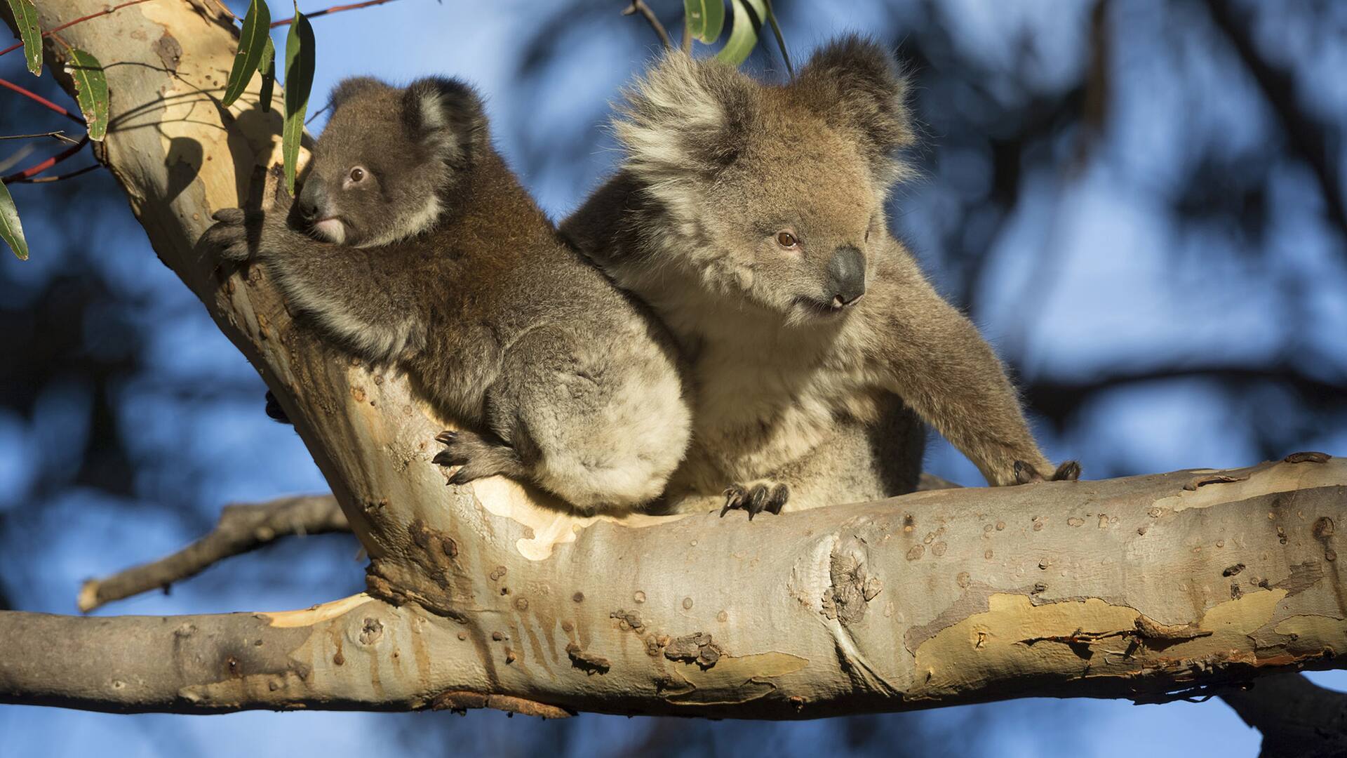 ¿Por qué perder a los koalas nos pone en peligro?
