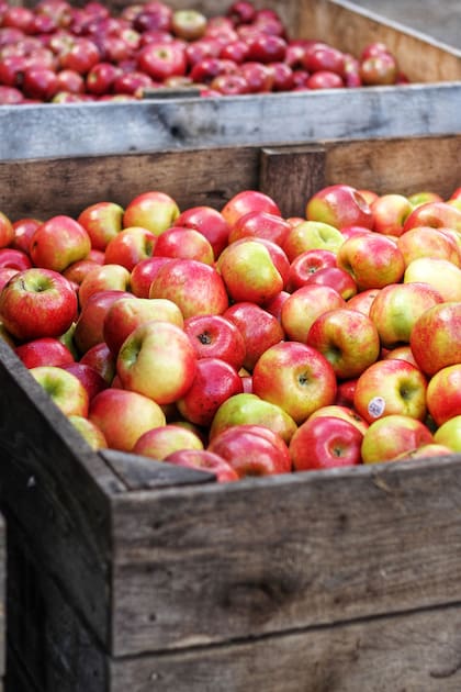 En postres, ensaladas o conservas: ideas para aprovechar la temporada de manzanas