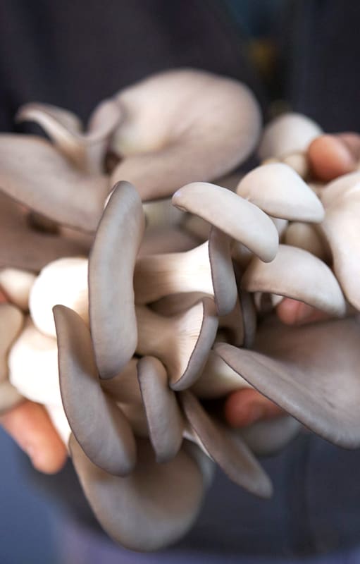 Cuál es la especie más fácil para dar el primer paso en el cultivo de hongos