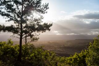 Los bosques, al servicio de nuestra salud