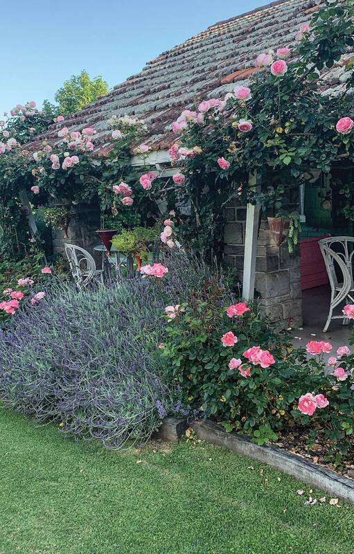Descanso cerca del mar, en medio de un jardín de rosas inglesas