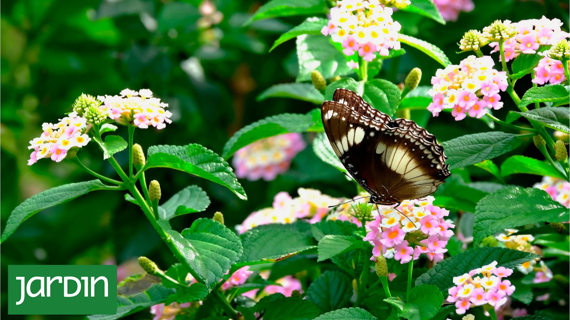 La planta que cambia de color, atrae a las mariposas y tiene floración todo el año