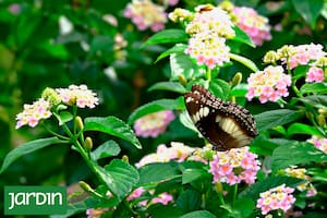 Cambia de color, es fácil de cultivar, atrae mariposas y tiene flores todo el año