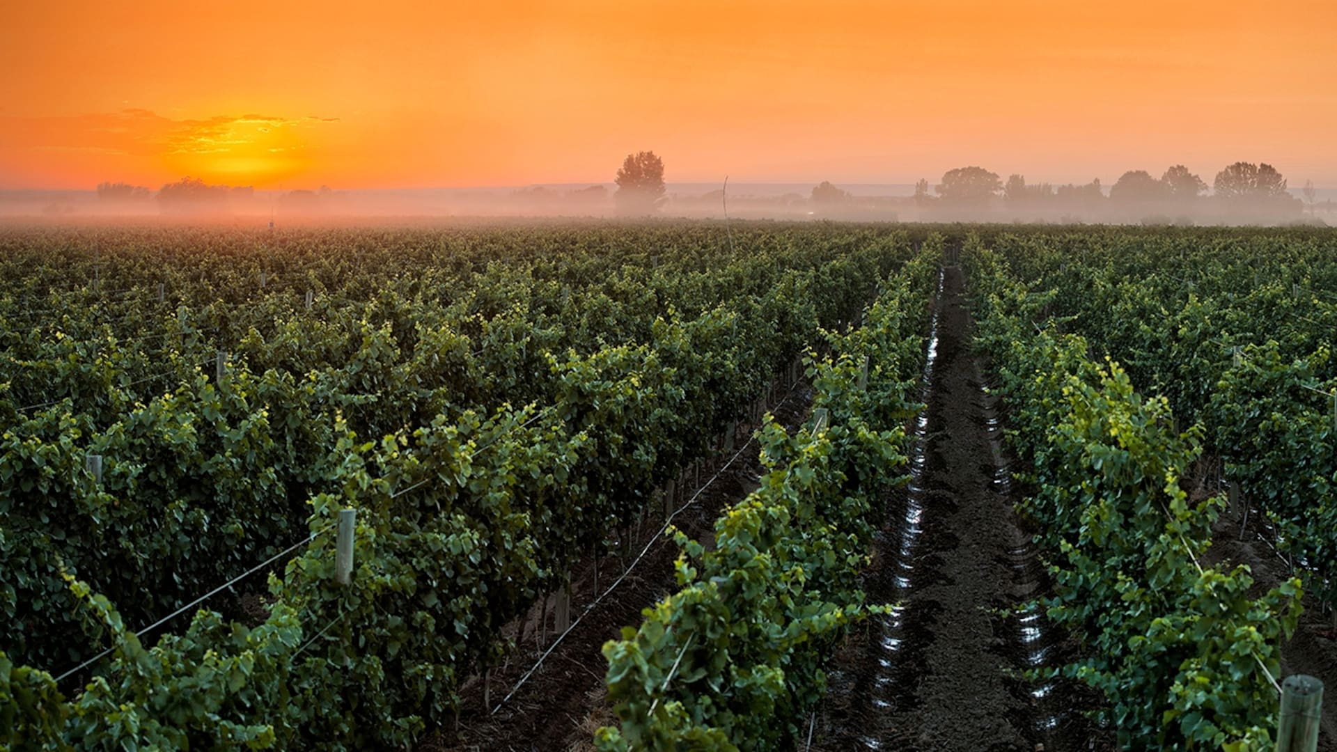 Vinos en casa: conociendo los terruños a través de tres copas