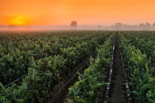 Vinos en casa: conociendo los terruños a través de tres copas