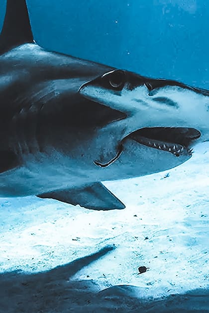 “El tiburón es demonizado todos los días y está sufriendo por esto, se lo está cazando sin control”