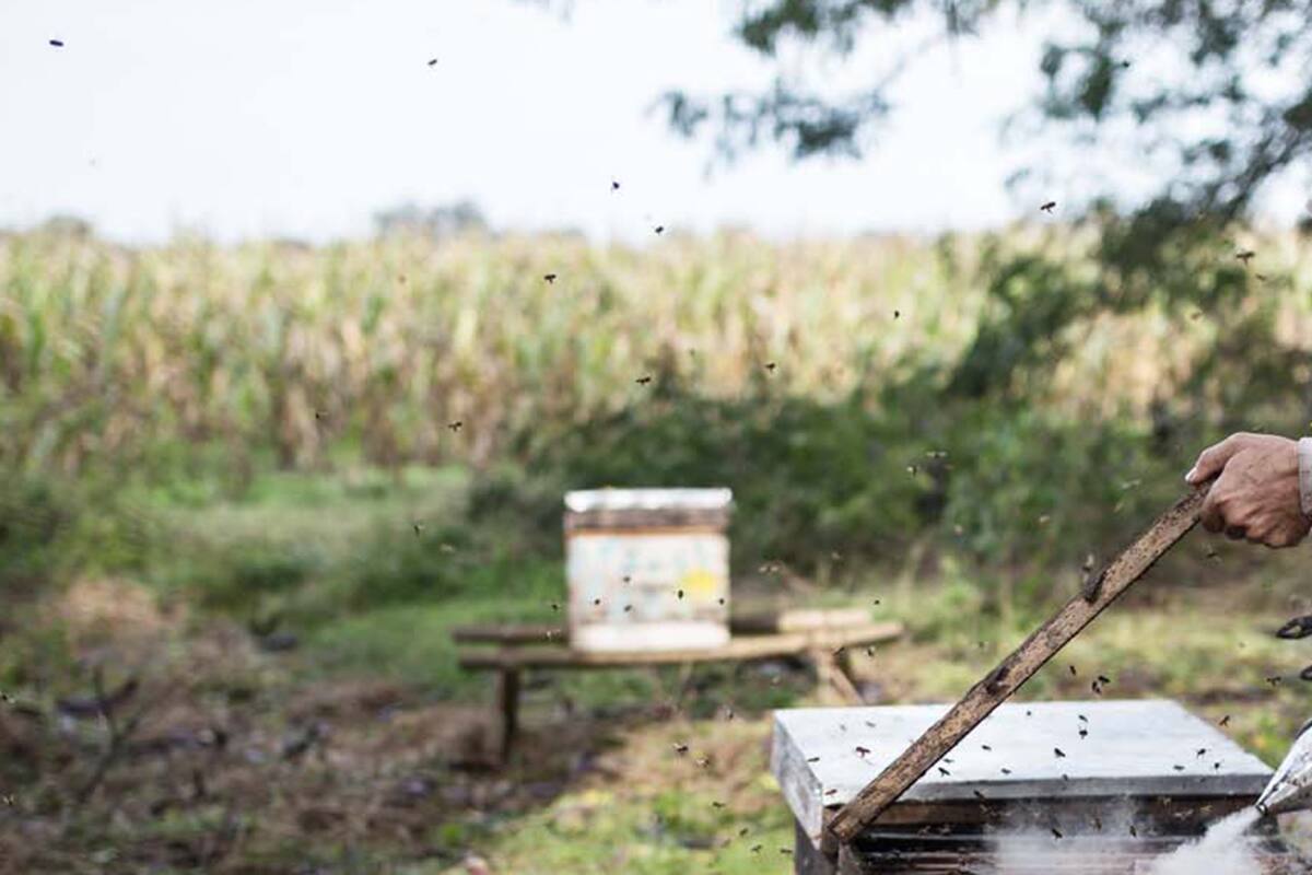 Alerta: por qué se están muriendo las abejas en la Argentina (y en el mundo)