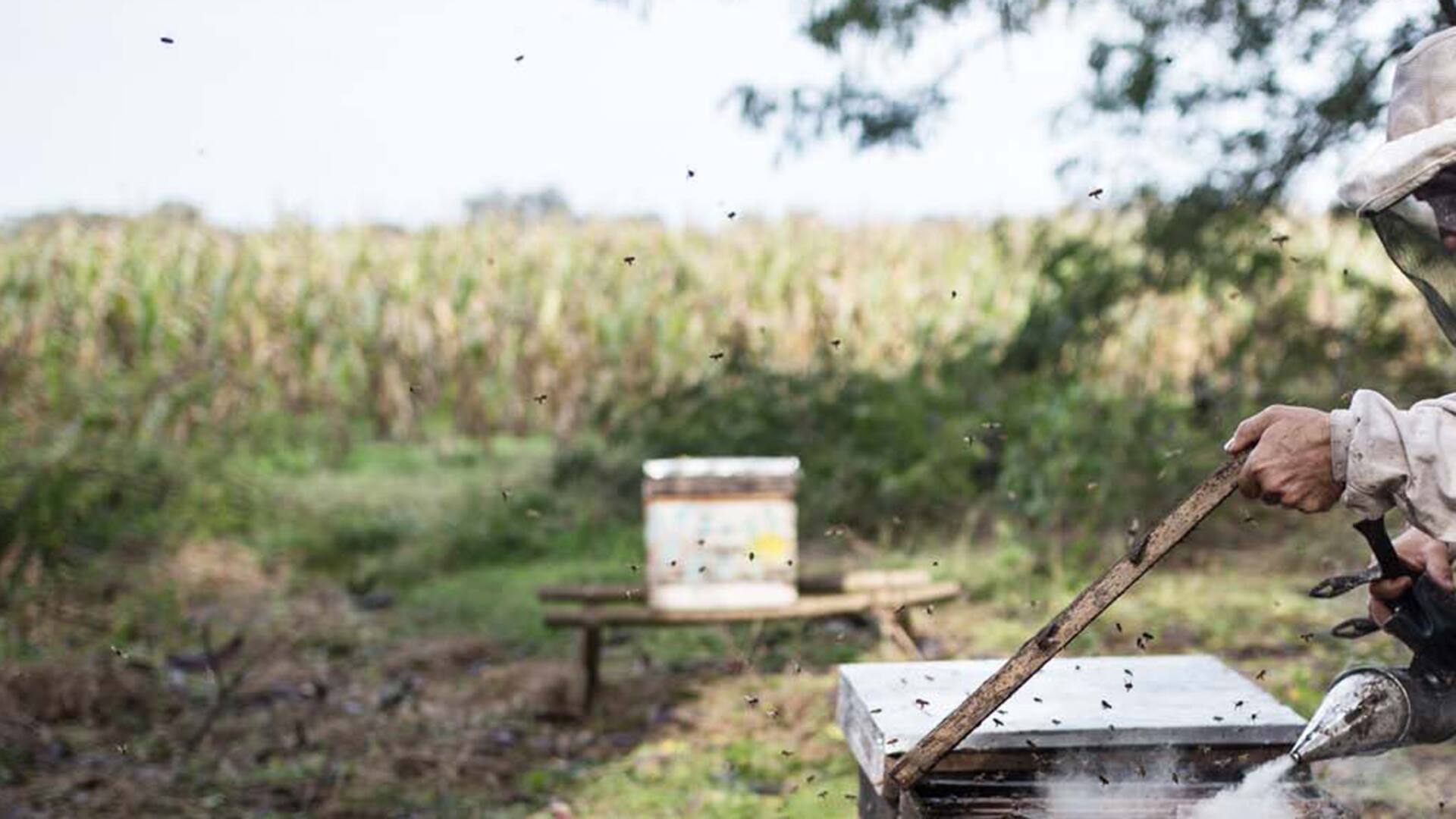 Alerta: por qué se están muriendo las abejas en la Argentina (y en el mundo)