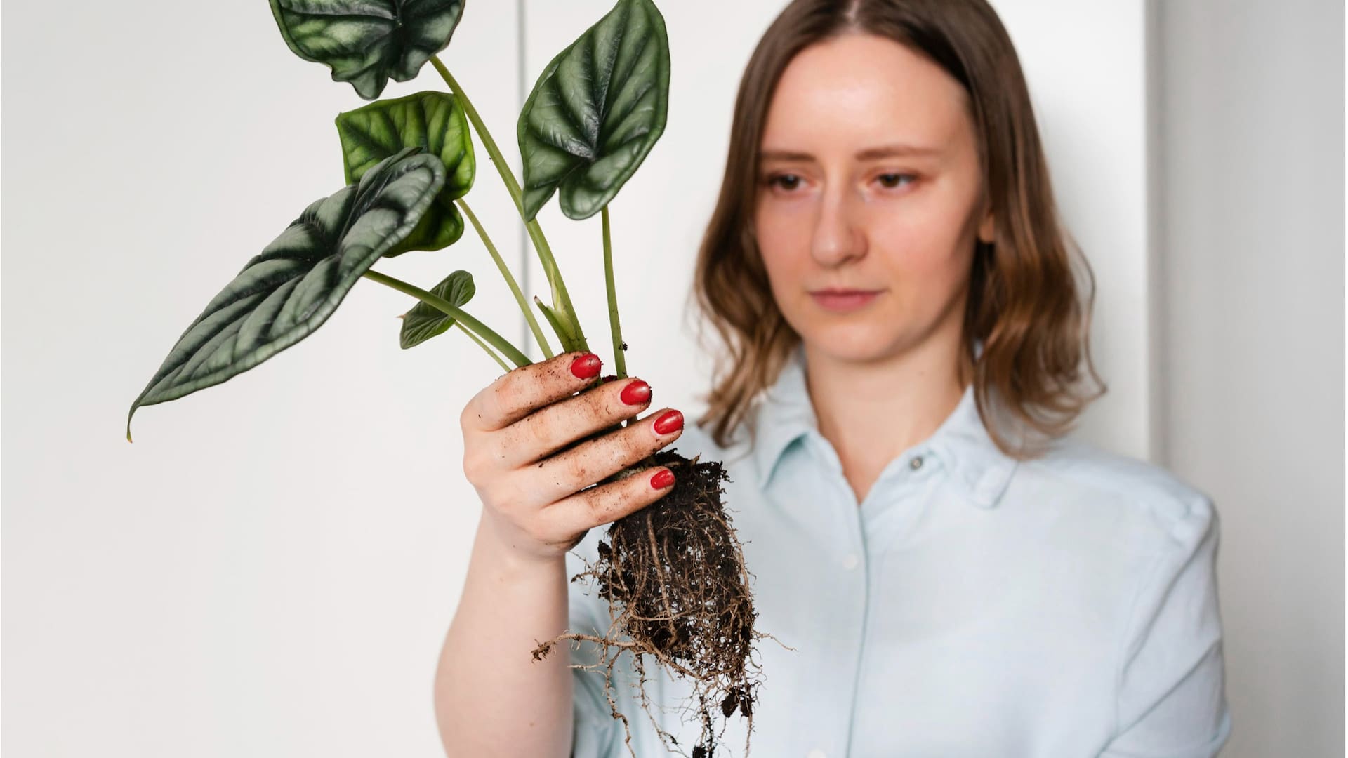 Los 10 problemas más comunes de las plantas de interior y cómo solucionarlos