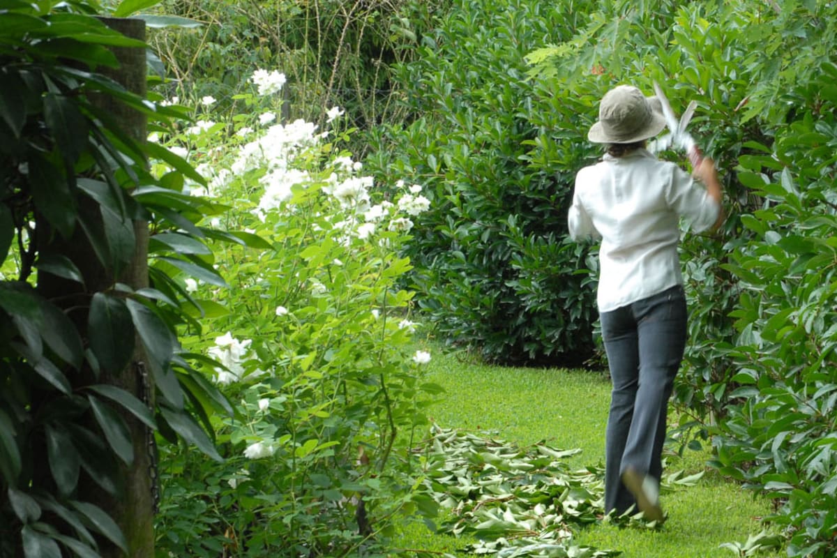 Jardinería en verano: cuáles son los cuidados básicos que las plantas necesitan en esta época