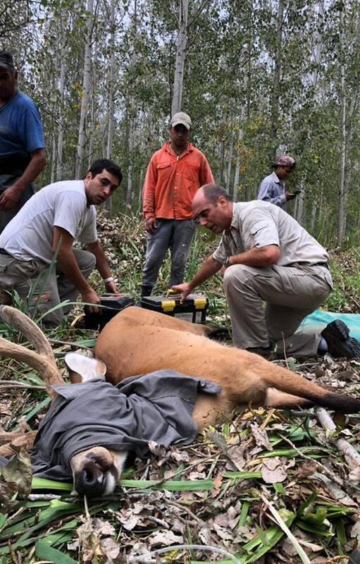 Ciervo de pantanos. Lo encontraron en el Delta y su estado alertó a los rescatistas