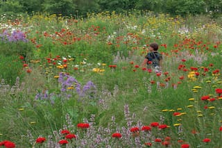 Nigel Dunnett, el paisajista que busca mejorar la calidad de vida con jardines