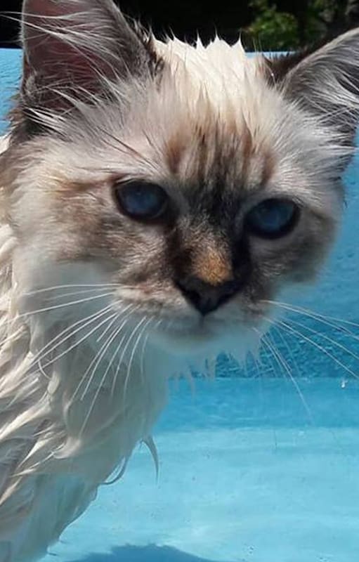 Amigo especial. Es un gato de apoyo emocional y va al colegio, a la pileta y sale de vacaciones con la familia