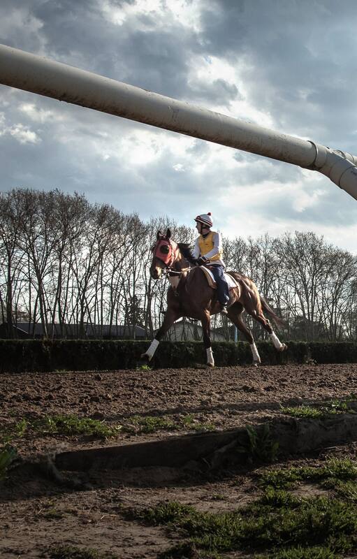 La paciente fragua de un caballo campeón