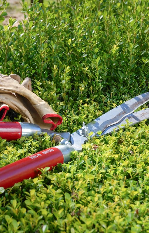 Poda en otoño: ¿corte perfecto o sentencia de muerte para tus plantas?