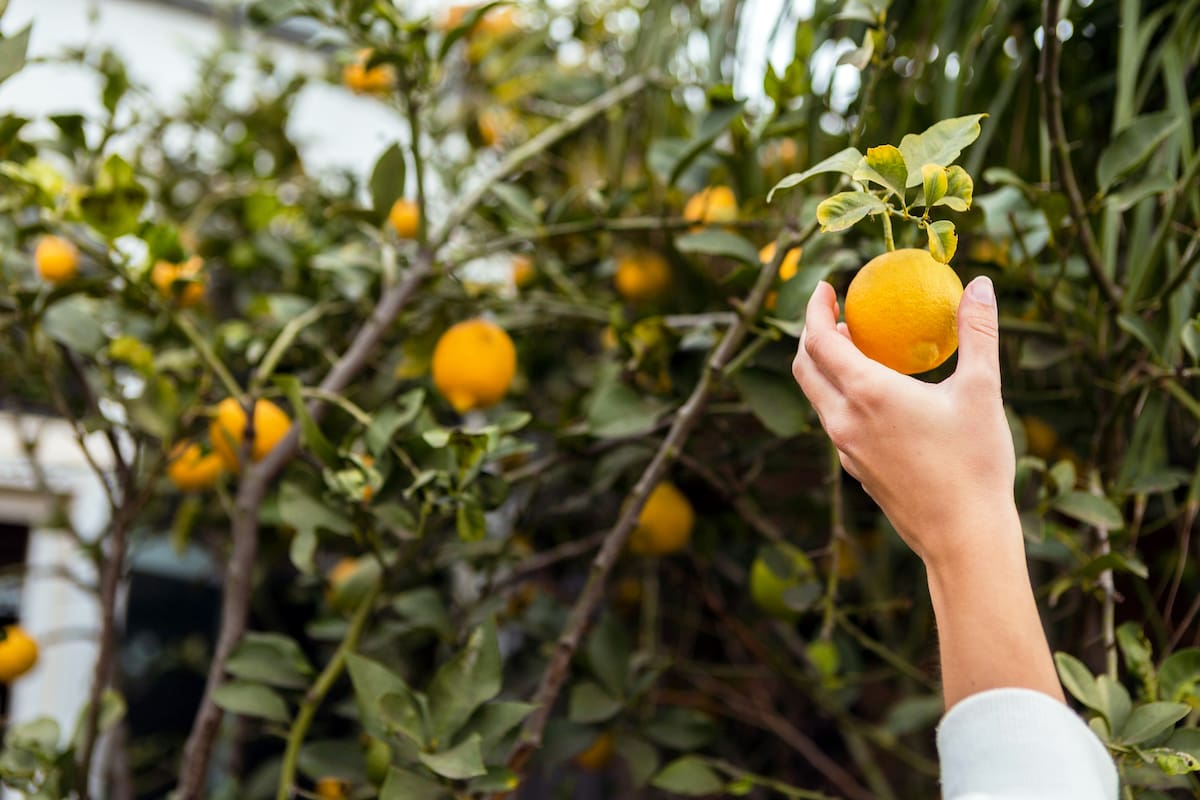 Seis frutas que podés cultivar en maceta aunque tengas muy poco espacio