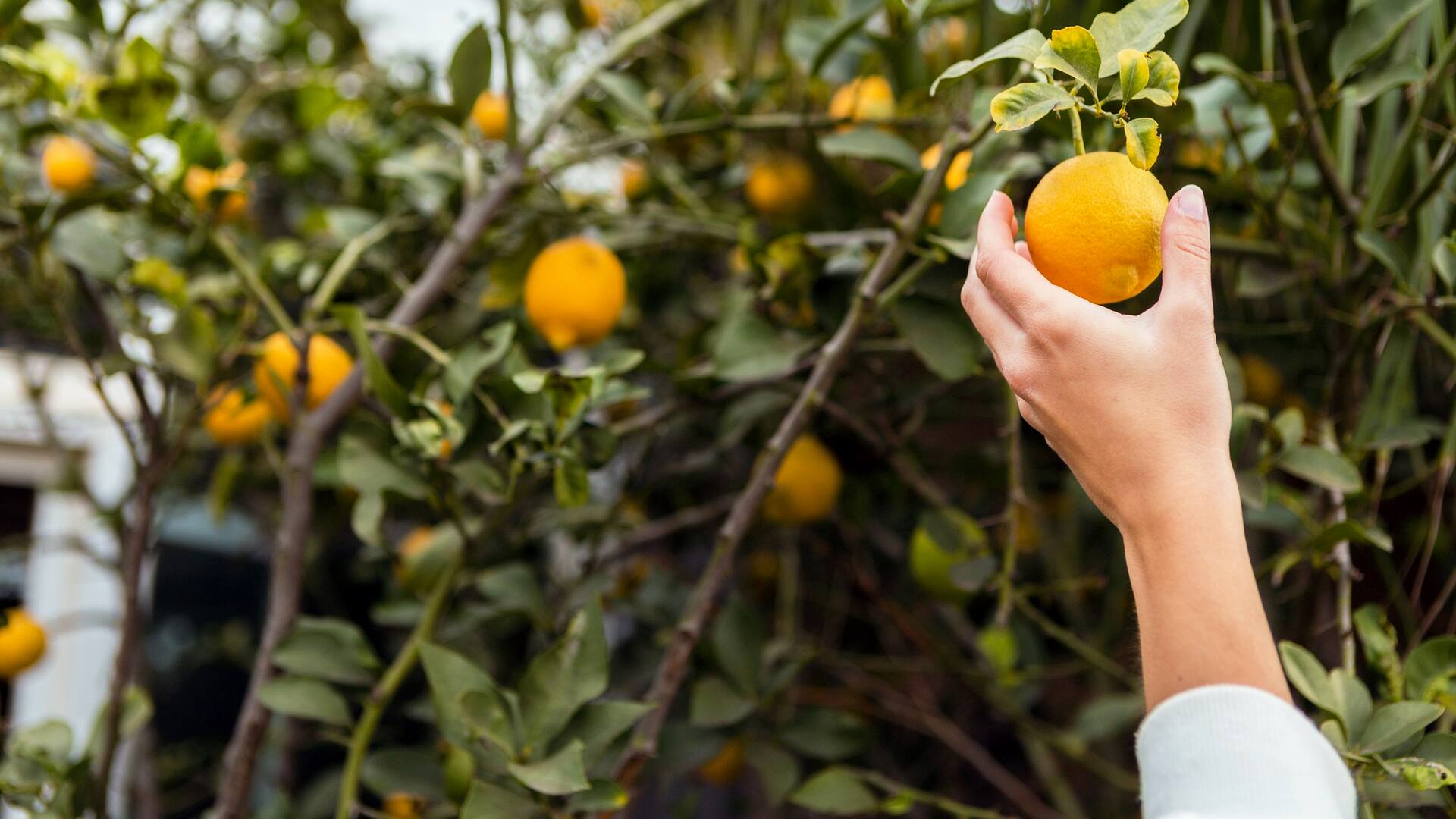 Seis frutas que podés cultivar en maceta aunque tengas muy poco espacio