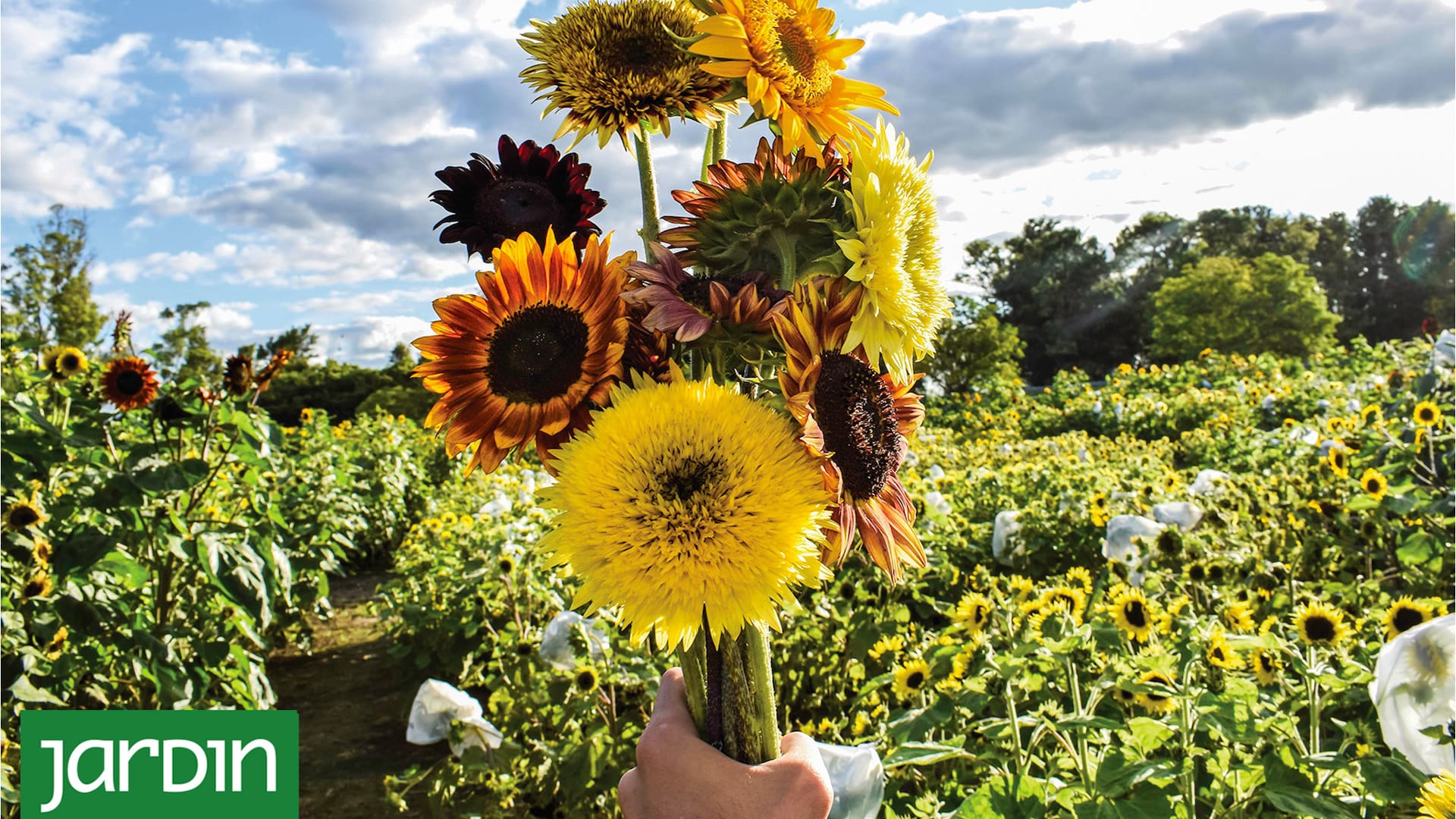 Girasoles en casa: cómo cultivar tus propias flores XXL en el jardín