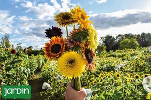 Cuáles son las flores que no te imaginabas que podías tener en tu jardín y son sinónimo de verano