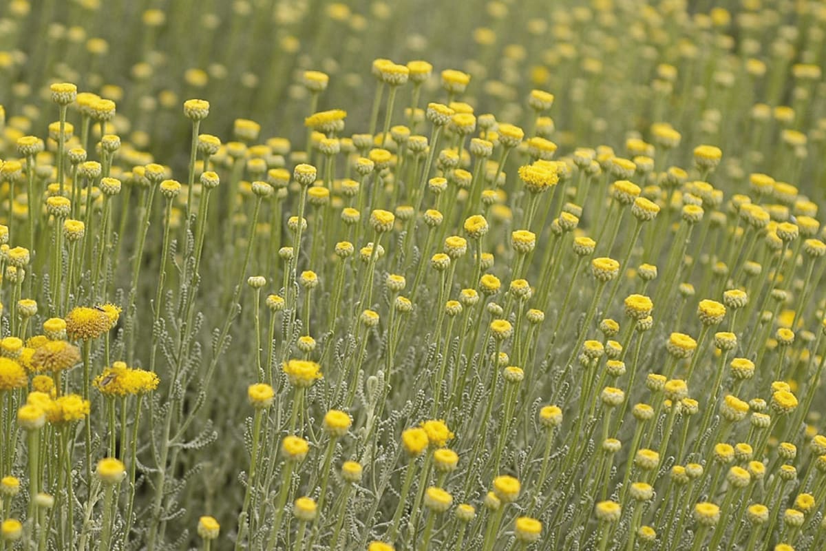 Plantas grises: diez especies que resisten el pleno sol