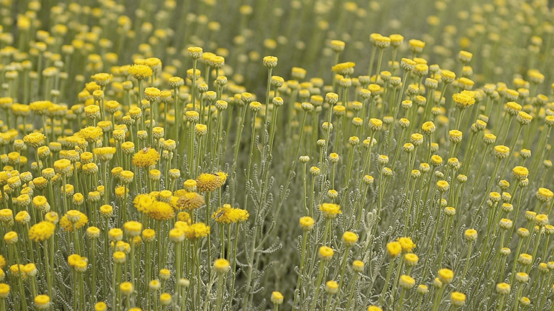 Plantas grises: diez especies que resisten el pleno sol