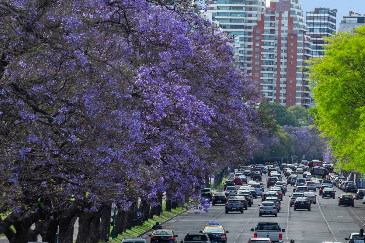 Parques y calles. Comienza a florecer el jacarandá y los 19.000 ejemplares le cambian el color a la ciudad