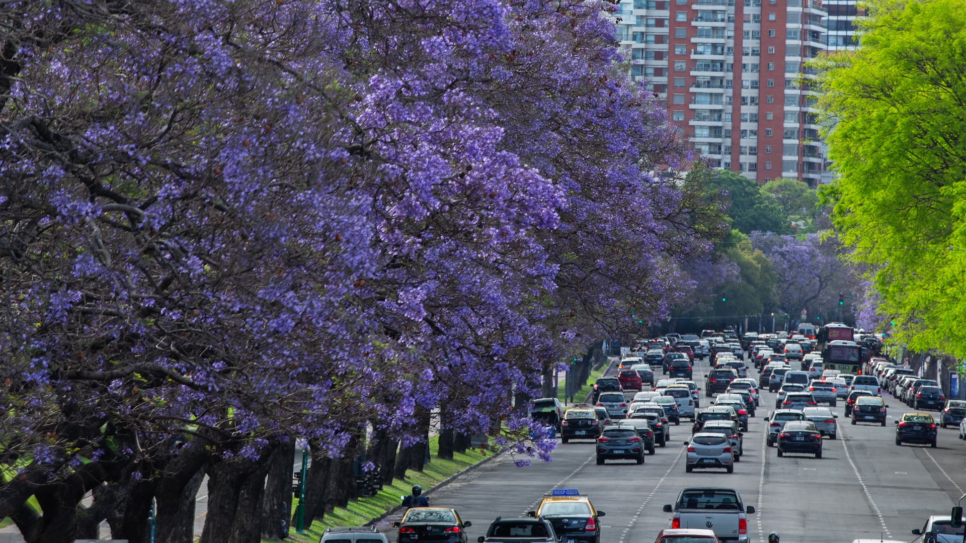 Parques y calles. Comienza a florecer el jacarandá y los 19.000 ejemplares le cambian el color a la ciudad