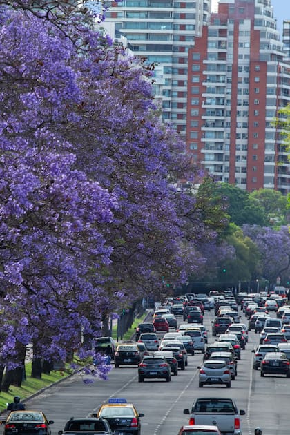 Parques y calles. Comienza a florecer el jacarandá y los 19.000 ejemplares le cambian el color a la ciudad