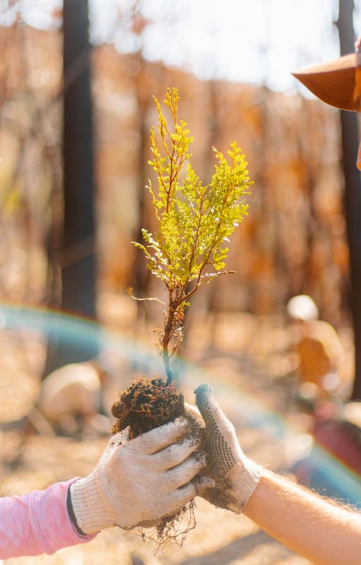 Todas las razones por las que vale la pena cultivar plantas nativas en el jardín
