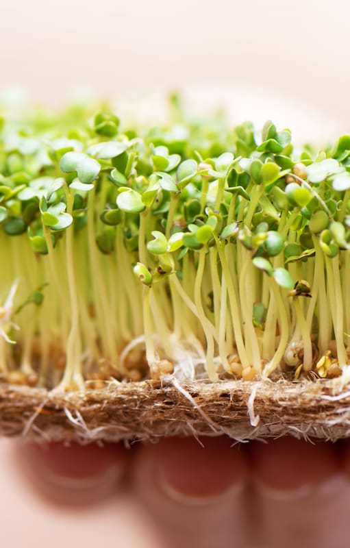 Brotes y microverdes, las súper ensaladas que se cosechan en menos de una semana