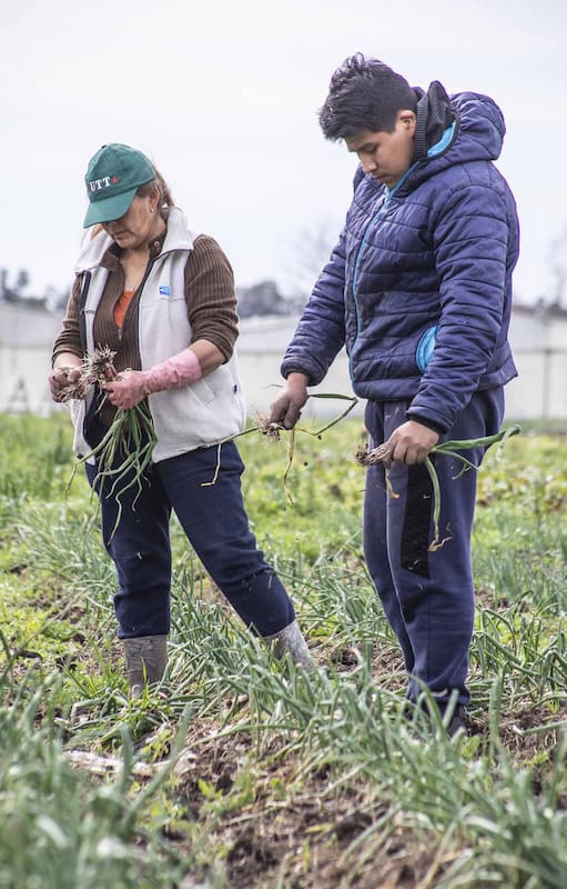 Colonia Jáuregui: cómo se organizaron para producir verduras agroecológicas