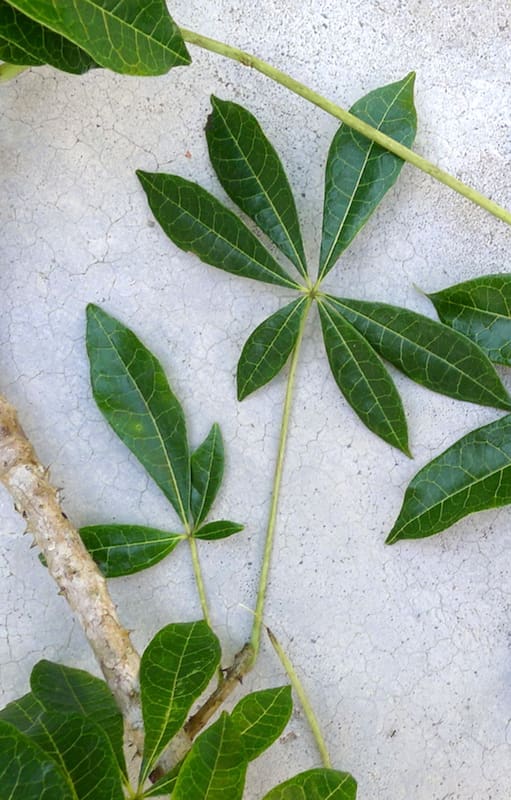 ¿Qué gusto tiene? Crece en la selva misionera y es el alimento que jamás imaginaste que ibas a probar