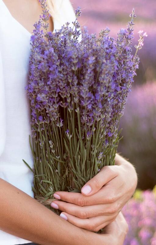 Las plantas que protegen la salud mental y física y se pueden cultivar en casa