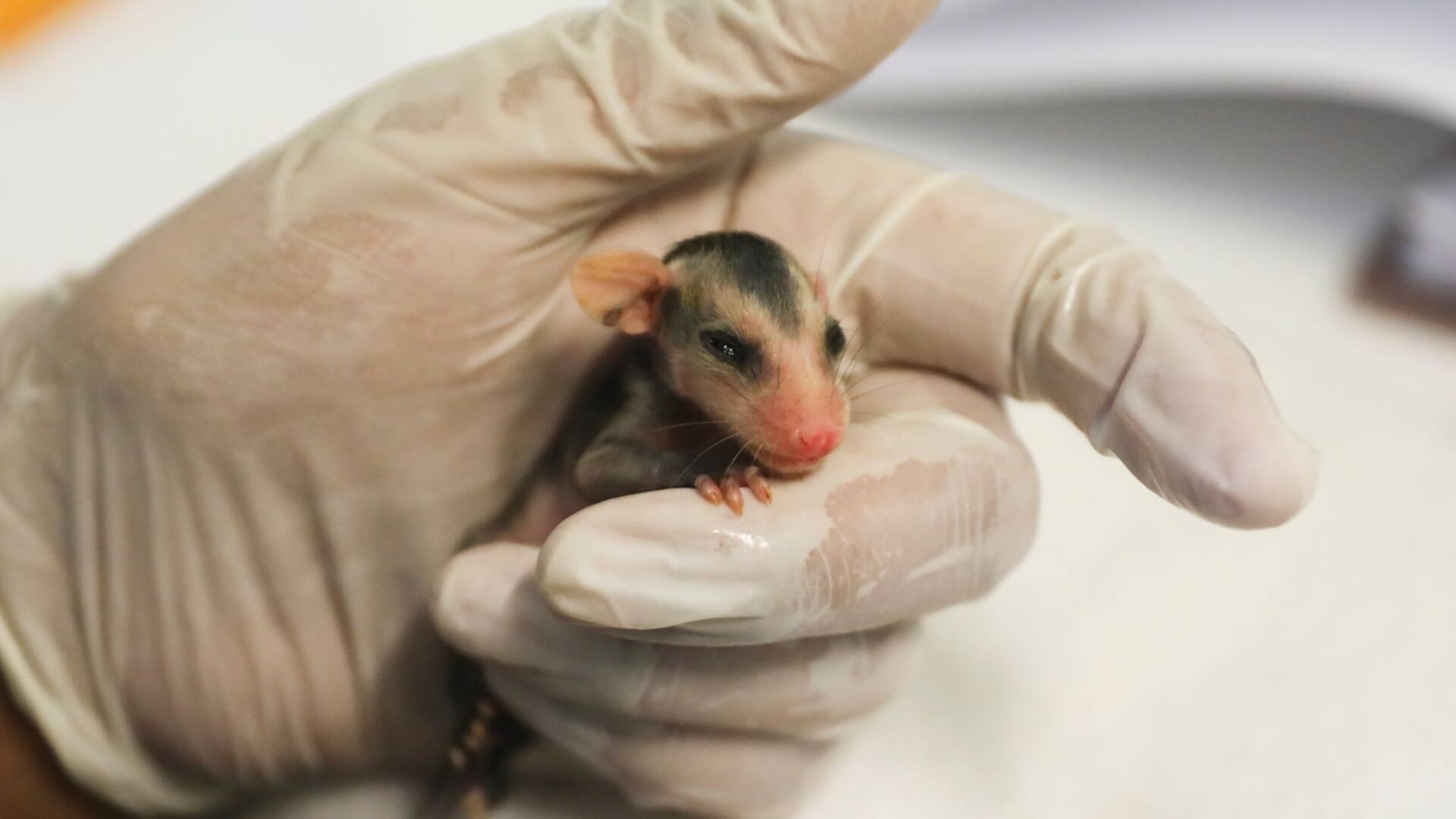 Centros de rescate animal: salvar a las especies de las acciones humanas