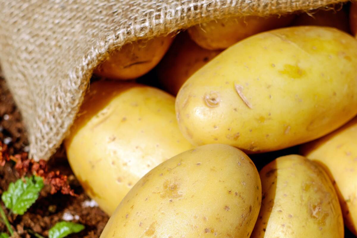 Huerta hogareña: cómo cultivar papas en casa y preparar los platos más ricos