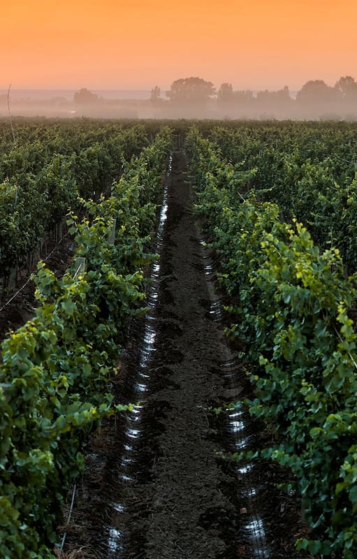 Vinos en casa: conociendo los terruños a través de tres copas