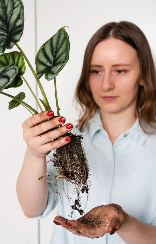 Los 10 problemas más comunes de las plantas de interior y cómo solucionarlos