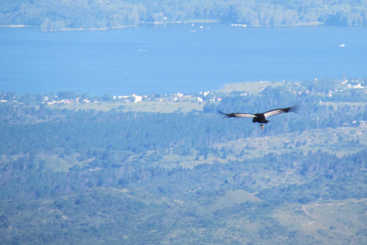 Donde los cóndores son los dueños de las sierras cordobesas