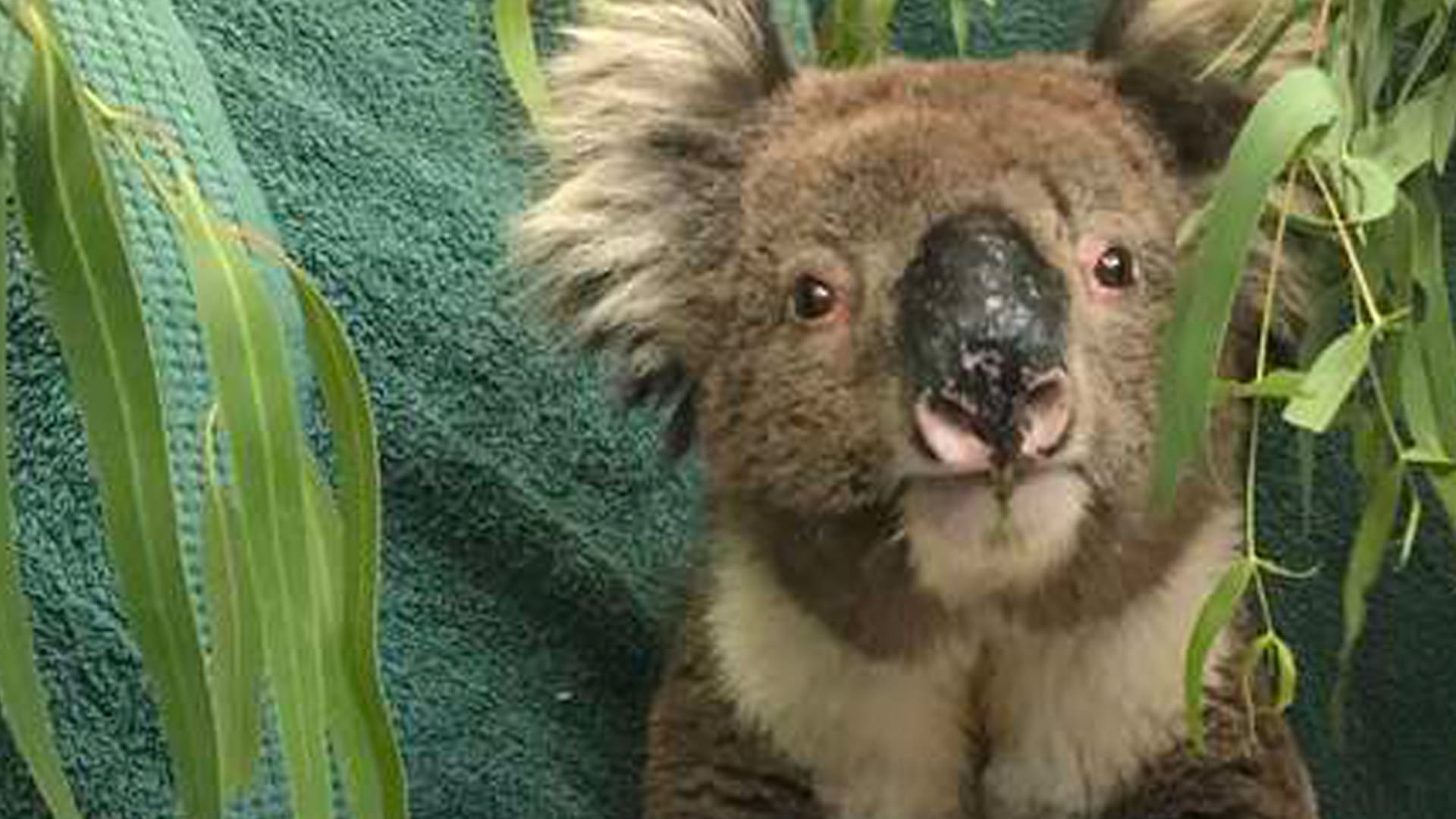Koalas en Australia. Pudo morder a su rescatista pero su reacción sorprendió a todos