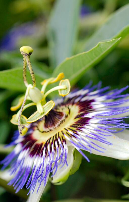 Cuáles son las plantas curativas con efectos probados por la ciencia