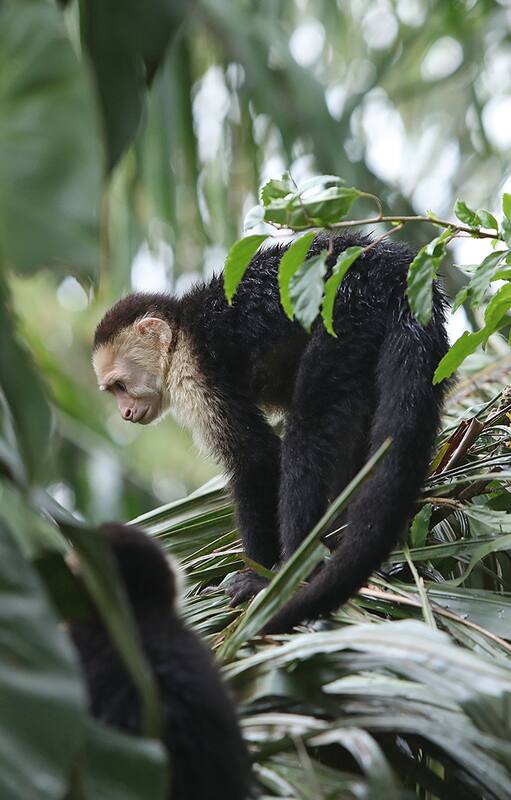 Costa Rica salvaje: dormir en una cueva y despertar para contarlo