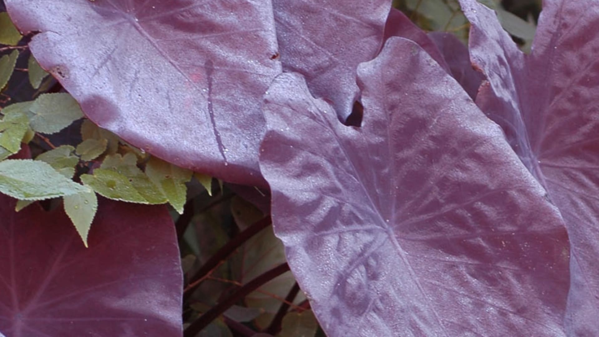 Tropicales: seis plantas trendy que podés tener en tu casa